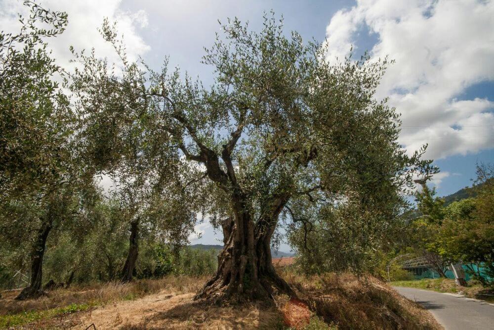 La Cicala Stonata Panzió Dolceacqua Kültér fotó